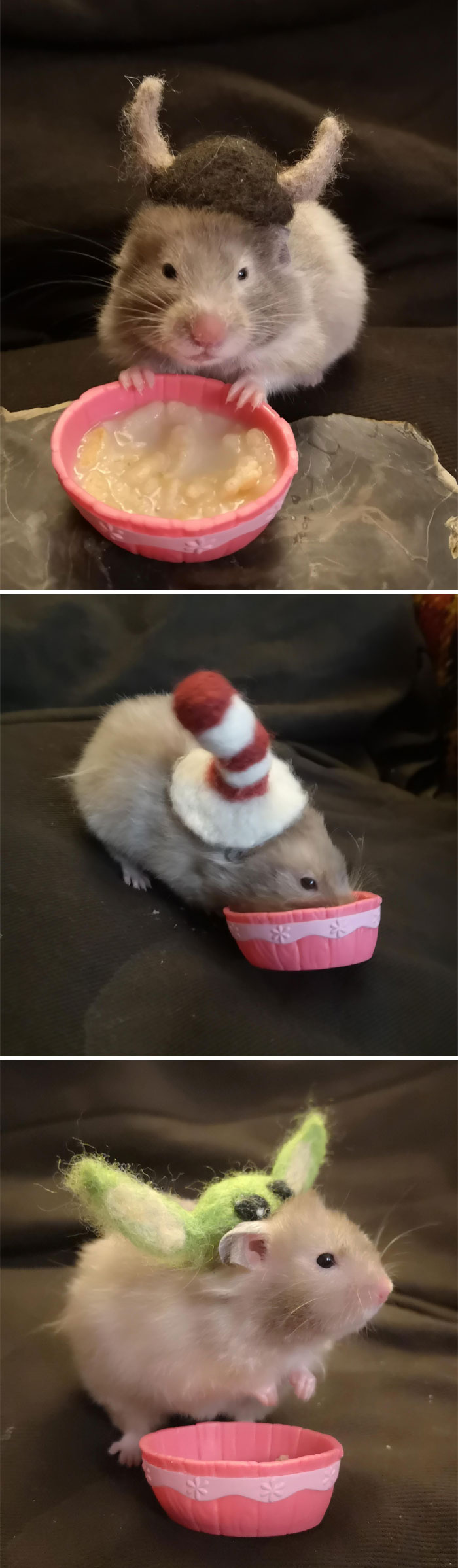 Gray hamster eating while wearing different hats