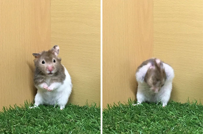 When You’re A Hamster But Everyone Thinks You’re A Rat