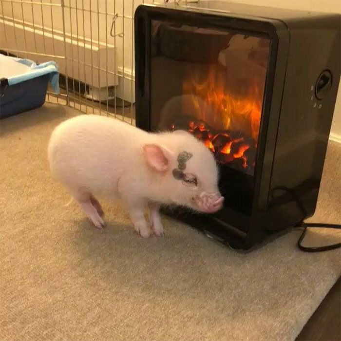 A piglet warming up near the electric fireplace