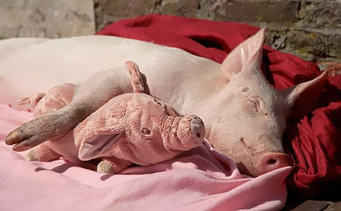 Frederik Takes His Teddy Pig To Bed With Him Every Night At Hof Butenland Sanctuary