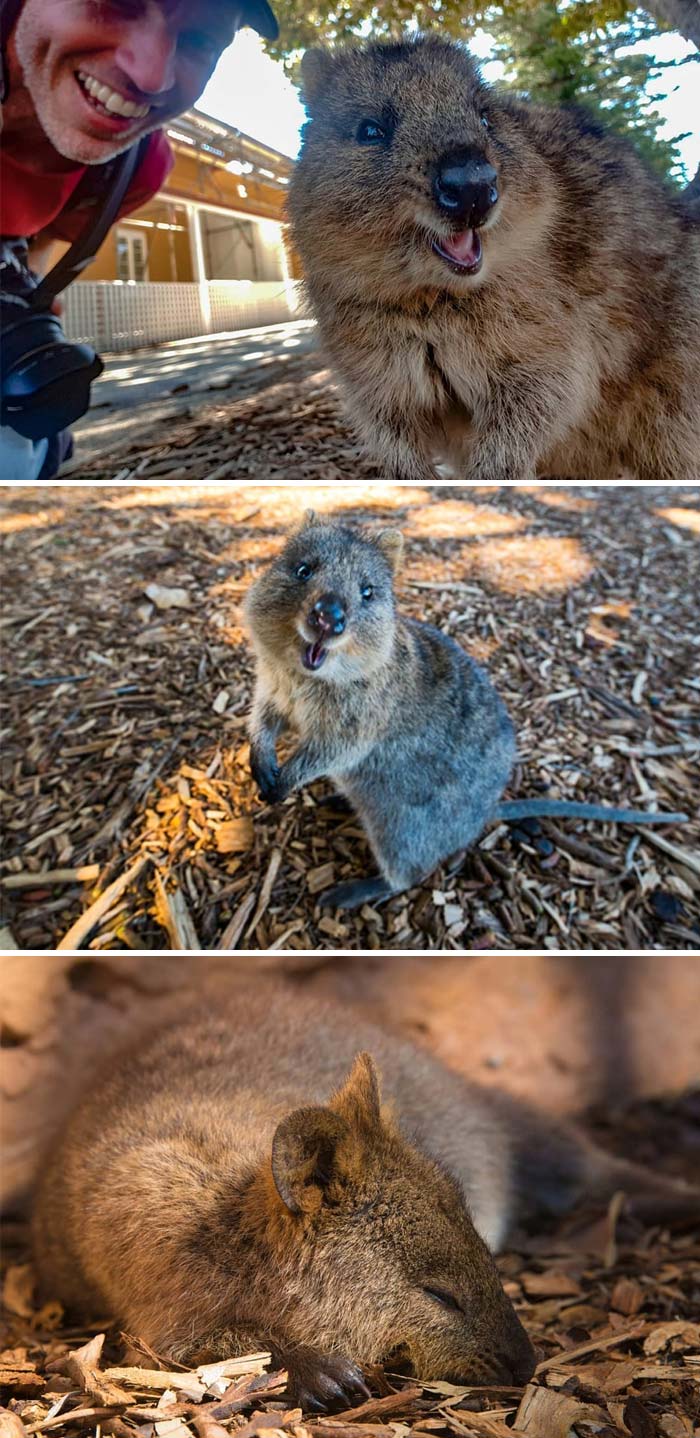 Just Had To Get A Selfie With A Quokka While On Rottnest Island. Very Cute Little Critters