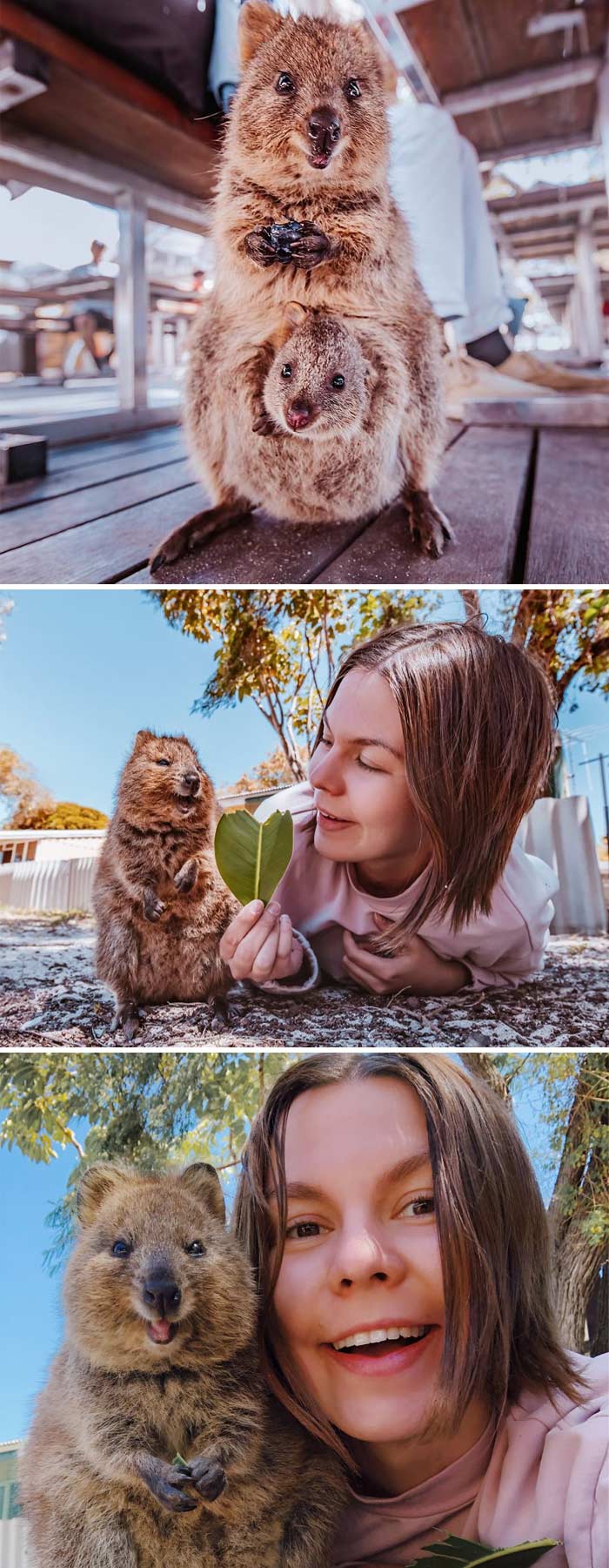 I Flew 25 Hours To Australia Just To See The Cutest Animals In The World – Quokkas