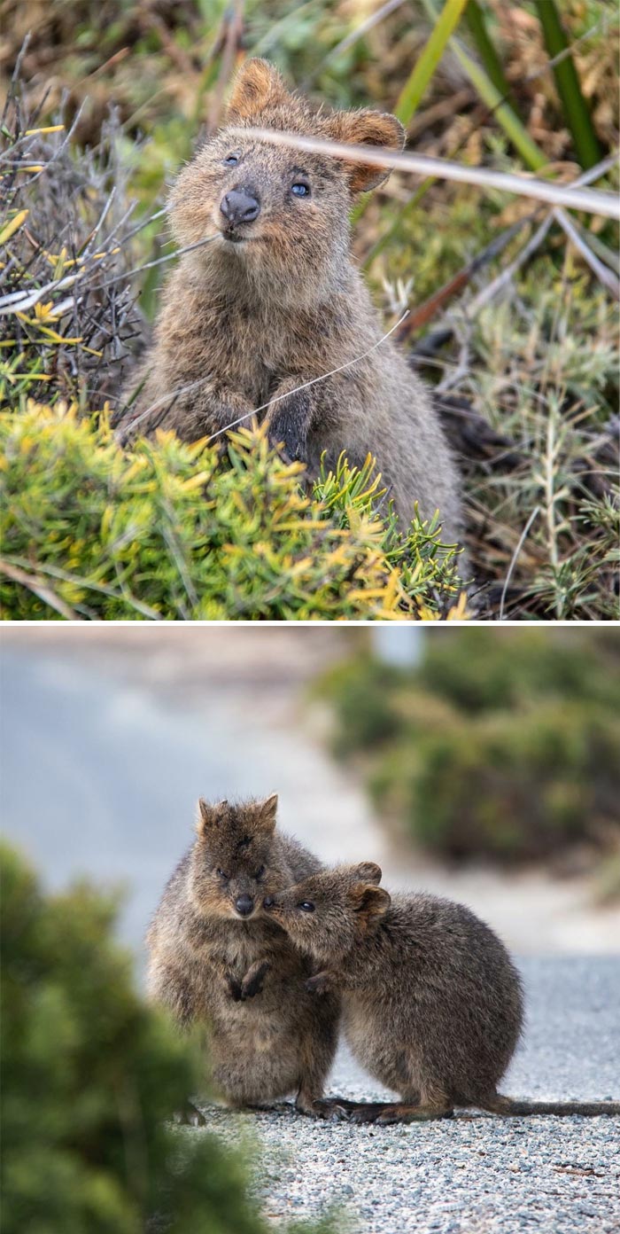 Quokka: The Cutest Marsupial I Have Ever Seen