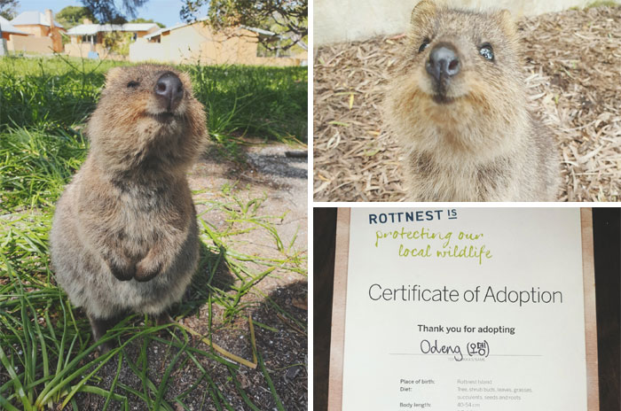 Today I Had The Opportunity To Adopt An Adorable Quokka Named Odeng In Honour Of Our Wonderful Seokjin And His Love For Animals
