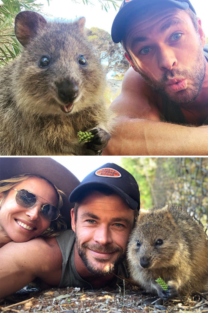 Got My First Quokka Selfie This Week. Epic Little Creatures Are All Over The Island Just Cruisin Through The Day Doin Their Thing