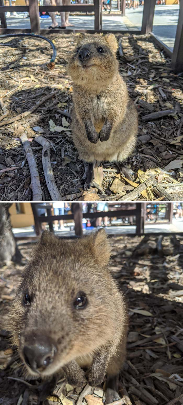 Did You Know: When Quokkas Feel Threatened They Toss Their Babies At Predators So They Can Escape