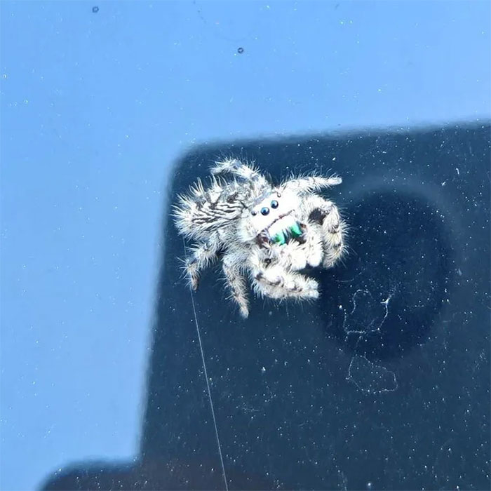 Found This Cute Little Thing On My Car