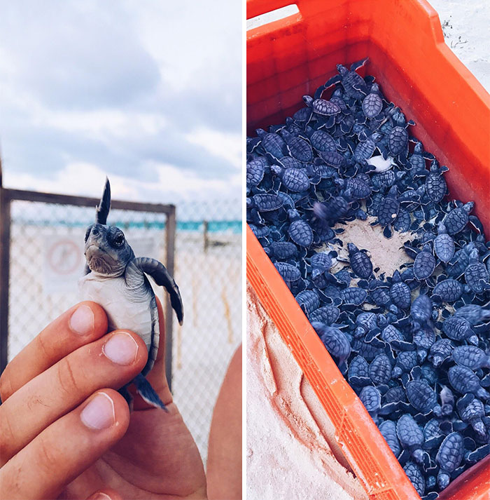 Ever Seen A Bucket Of Baby Sea Turtles? Got To Release Them Last Night Into The Ocean