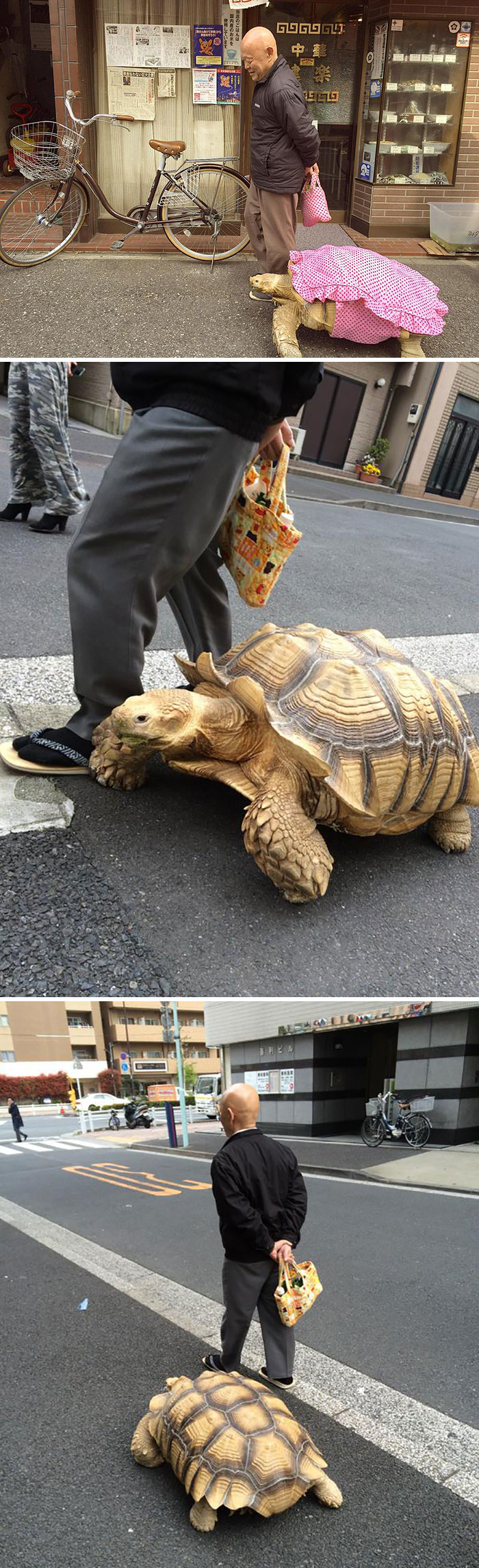 Vecino sacando su tortuga a pasear en Tokyo
