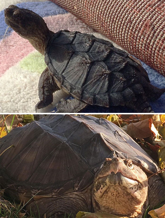 Four Years Ago, My Wife Rescued A Baby Snapping Turtle From A Busy Street. Snap Has Became Our Really Sweet Pet. The Top Pic Is From Day One, And The Bottom Is Her Last Fall!