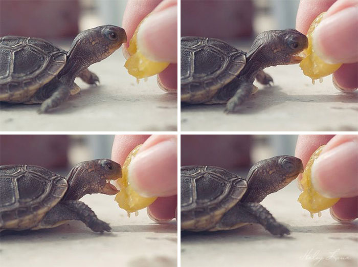 Happiness Is A Turtle Eating A Slice Of Orange