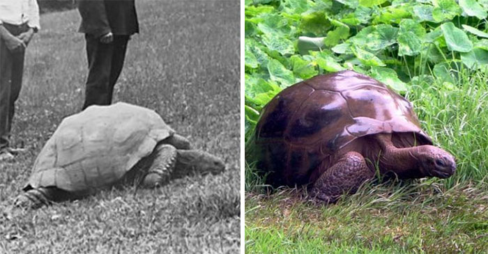 Meet Jonathan. The 187-Year-Old Tortoise Photographed In 1886 And Today