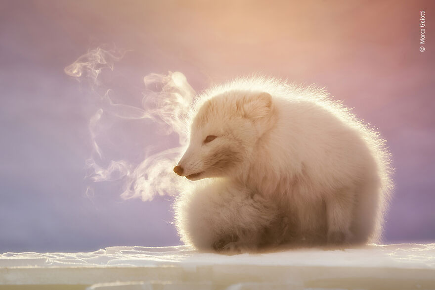 Breath Of An Arctic Fox By Marco Gaiotti