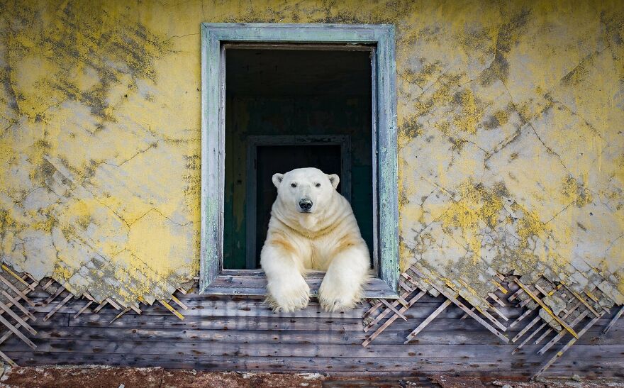 Russian Photographer Takes Photos Of Polar Bears That Took Over Abandoned Buildings Russian Photographer Takes Photos Of Polar Bears That Took Over Abandoned Buildings