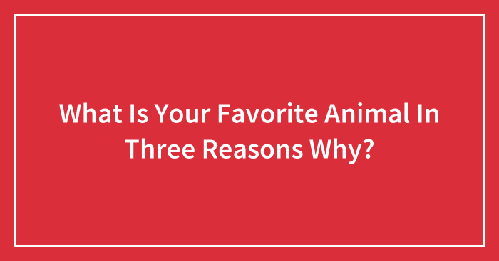 What Is Your Favorite Animal In Three Reasons Why?