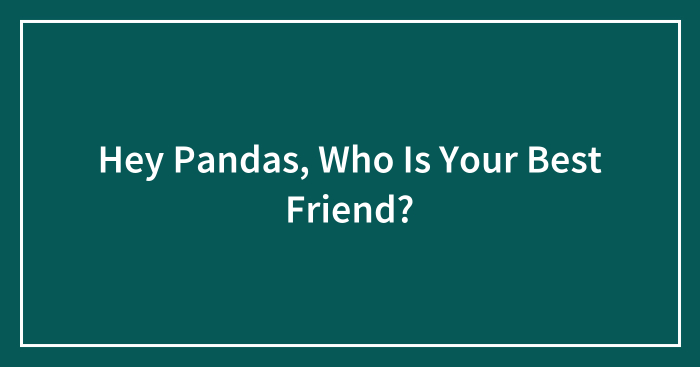 Hey Pandas, Who Is Your Best Friend?