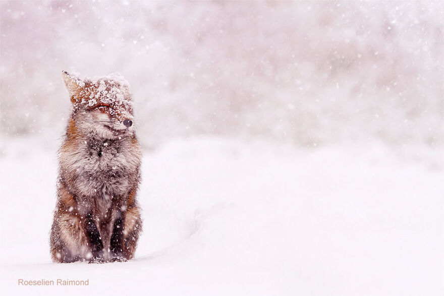 Fox Sitting In A Snow Paradise