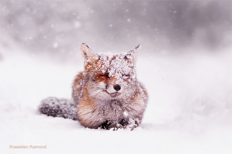 Red Fox, Calmly Lying In The Snow