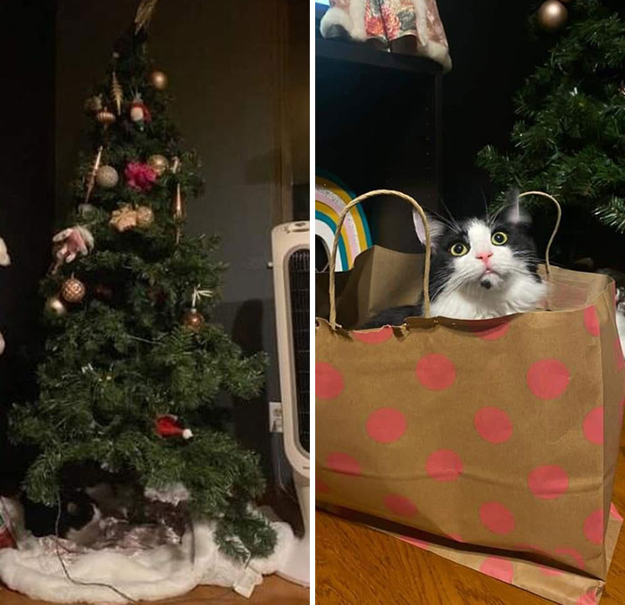 Rocié sobre el árbol de Navidad un poco de aerosol especial para que los gatos no mordieran las cosas… Era un aerosol de hierba gatera