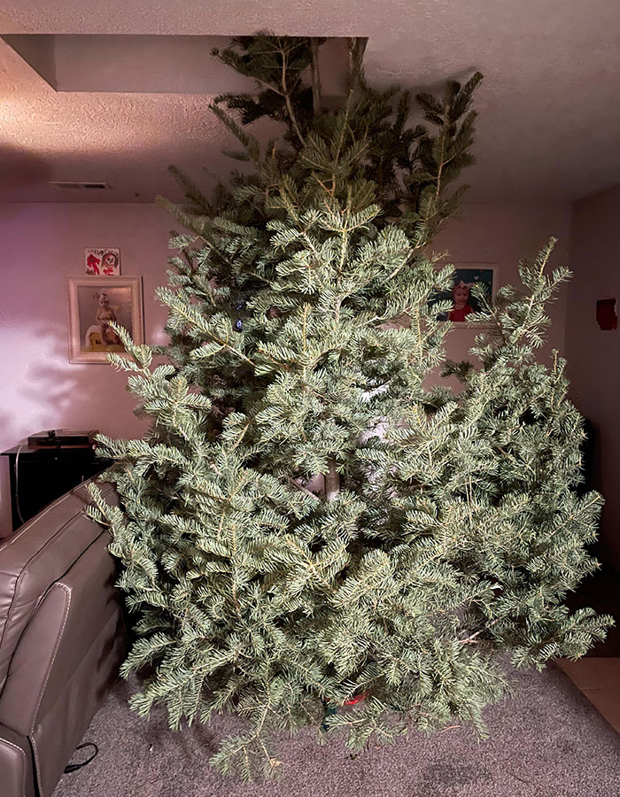Got My Daughter Her First Xmas Tree. Might Have Forgotten To Measure