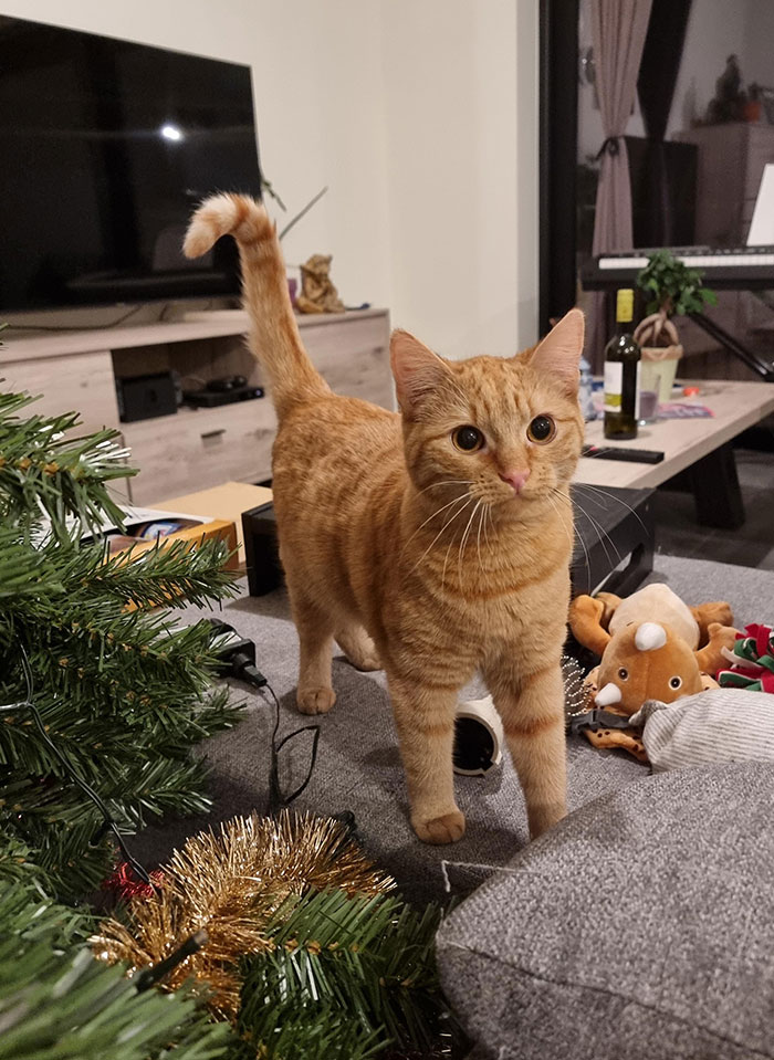 Nuestra desvergonzada y adorable gatita luego de morder las luces navideñas y hacer que se corte la luz en todo el apartamento