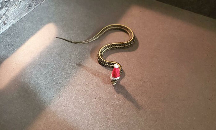 Do Very Small Festive Snakes Count?