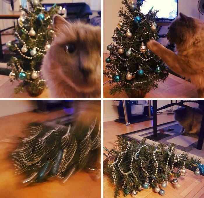 My Sister Adopted A New Cat. She Posted This To Her Social Media Titled “Teddy’s First Christmas Tree: A Sequence Of Events”