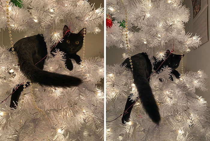 Obligatory Cat In Christmas Tree Photo, Also Yes All The Ornaments Have Already Been Batten Off
