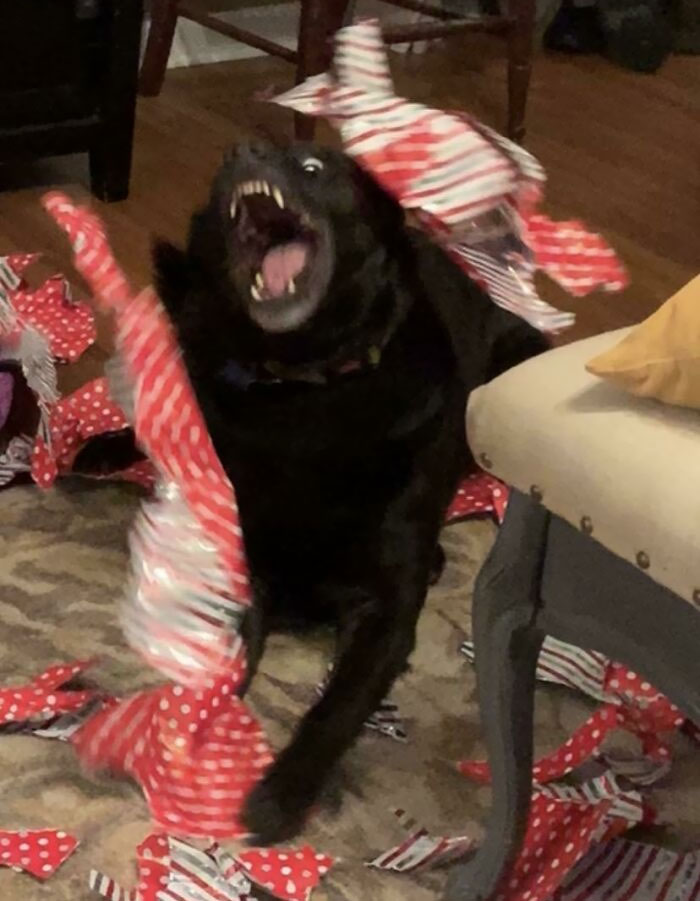This Is How Our Dog Maggie Opens Her Christmas Presents Every Year