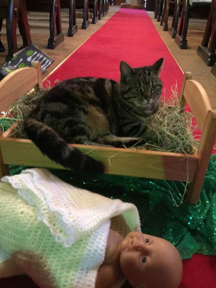 At My Friend's Church, The Church Cat Has Evicted The Baby Jesus From The Manger