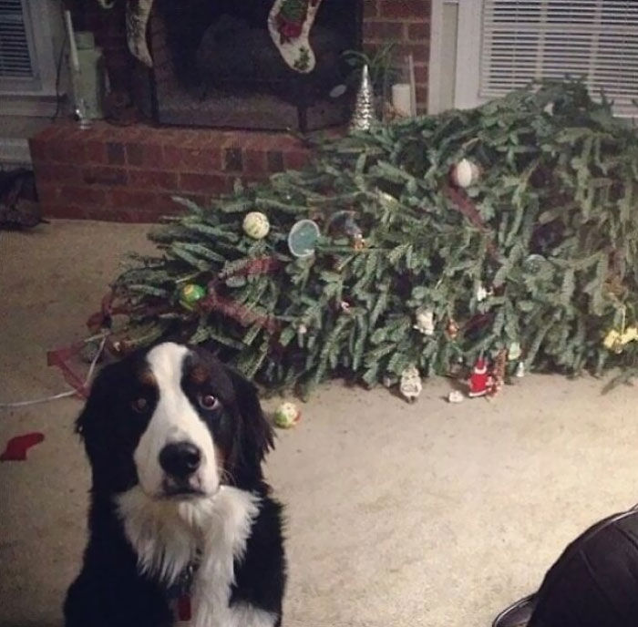 Oh Good, You're Here. The Tree Just Fainted