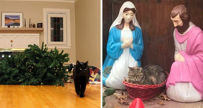 50 Times Pets Made Christmas Better For Everyone (But Sometimes Their Owners Would Disagree)