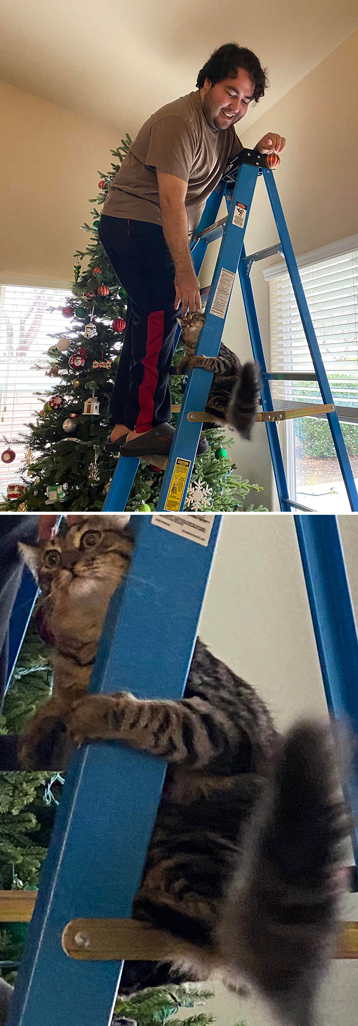 My Indoor Cat’s First Time Experiencing Heights & He Instantly Regretted It