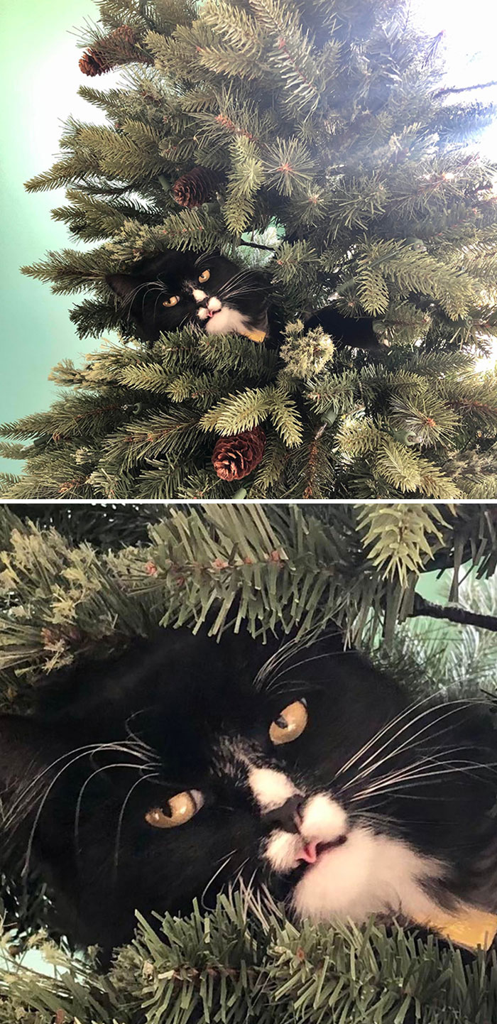 My Nephews Kitten Experiencing Its First Christmas Tree
