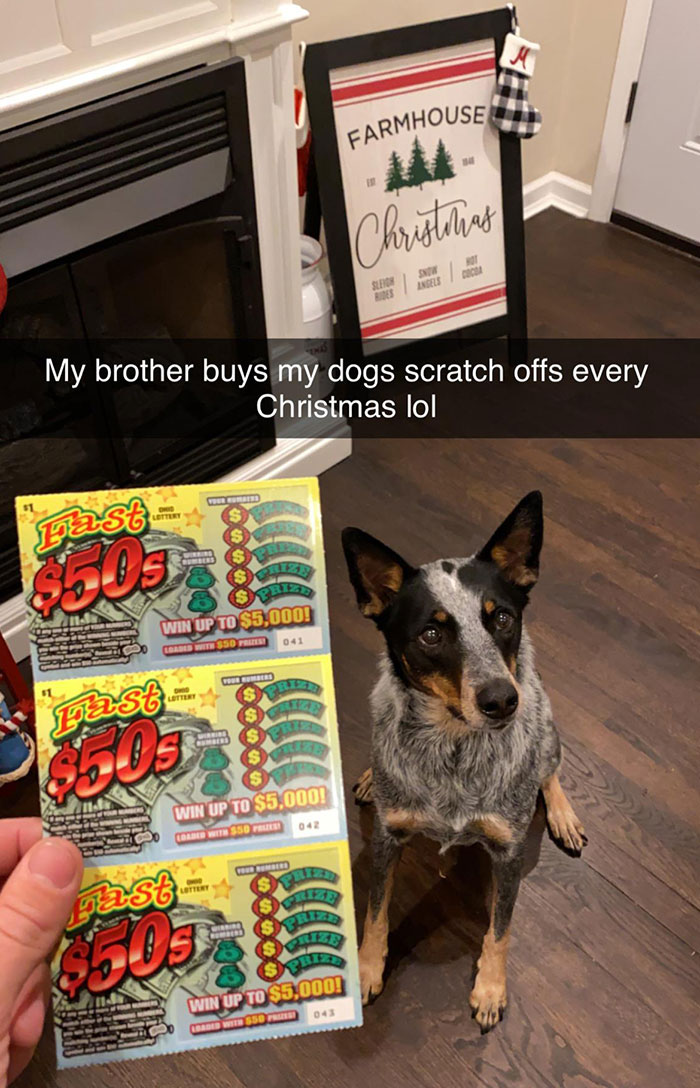 My Dogs Christmas Present Every Year