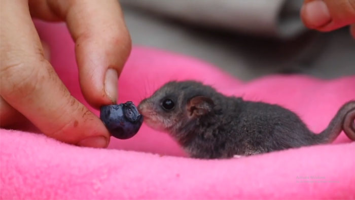 Pretzel The Possum Snacking On Fruit For The 1st Time