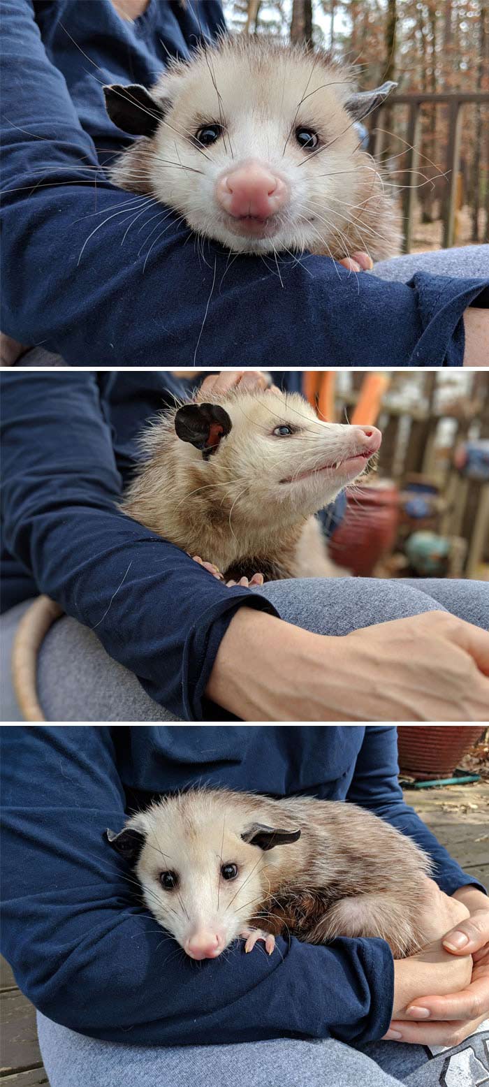 kika mai opossum