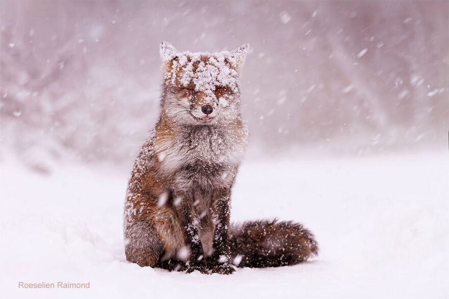 Funny Fox In The Snow