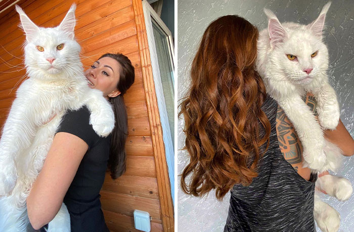 Meet Kefir, The Maine Coon Cat That Got Famous Because Of Its Enormous Size