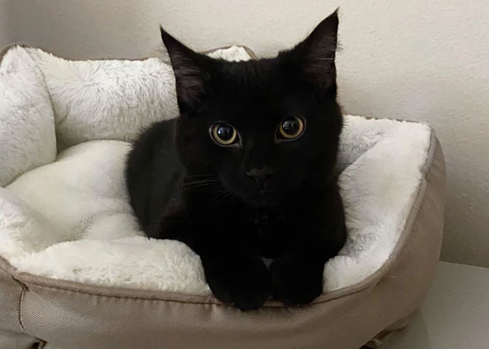 Boyfriend Lists All The Disgusting Things His GF Does With Her Cat, Gets An Instant 'Okay, Bye' Boyfriend Lists All The Disgusting Things His GF Does With Her Cat, Gets An Instant 'Okay, Bye'