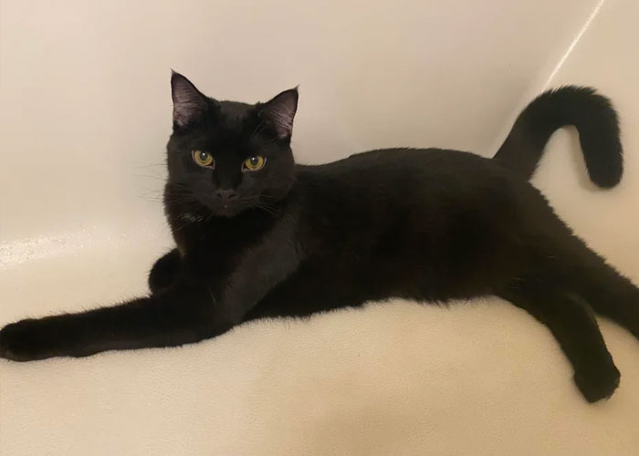 Boyfriend Lists All The Disgusting Things His GF Does With Her Cat, Gets An Instant 'Okay, Bye' Boyfriend Lists All The Disgusting Things His GF Does With Her Cat, Gets An Instant 'Okay, Bye'