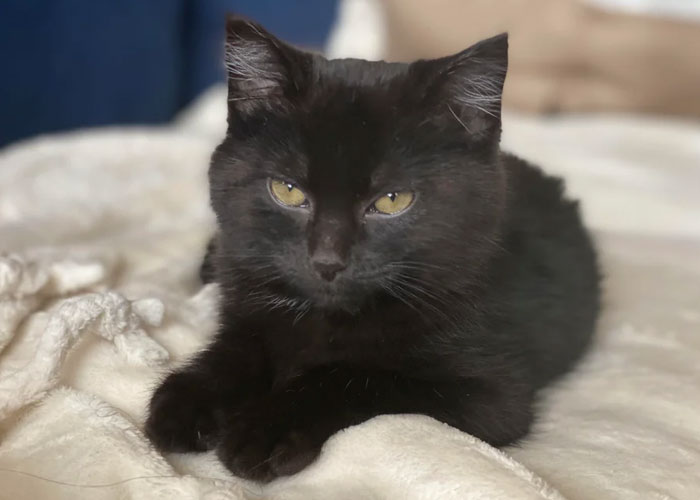 Boyfriend Lists All The Disgusting Things His GF Does With Her Cat, Gets An Instant 'Okay, Bye' Boyfriend Lists All The Disgusting Things His GF Does With Her Cat, Gets An Instant 'Okay, Bye'