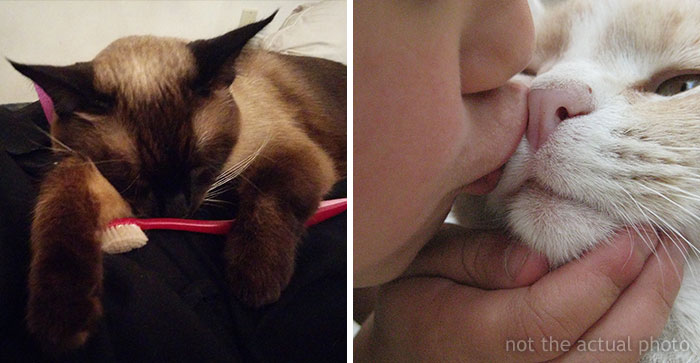 Boyfriend Lists All The Disgusting Things His GF Does With Her Cat, Gets An Instant ‘Okay, Bye’