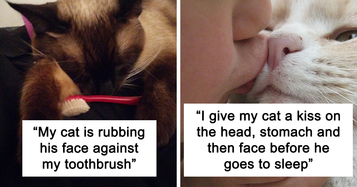 A Cat Repaying Kindness