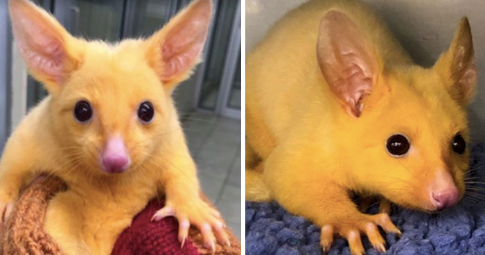 Golden Brushtail Possums Are Bright Yellow And Look Like Pikachu!