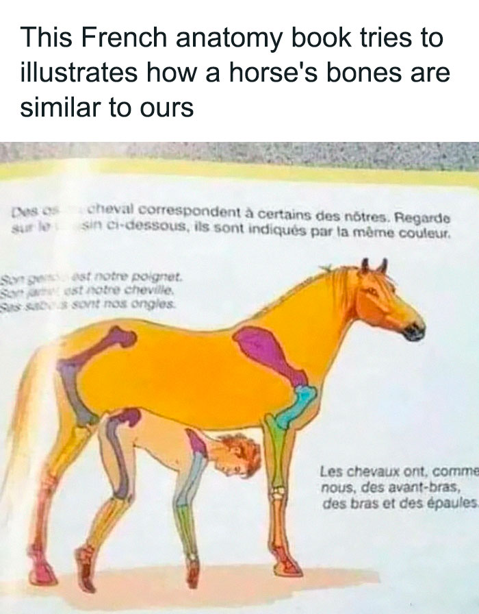 Thanks, I Hate Comparing Human And Horse Bones