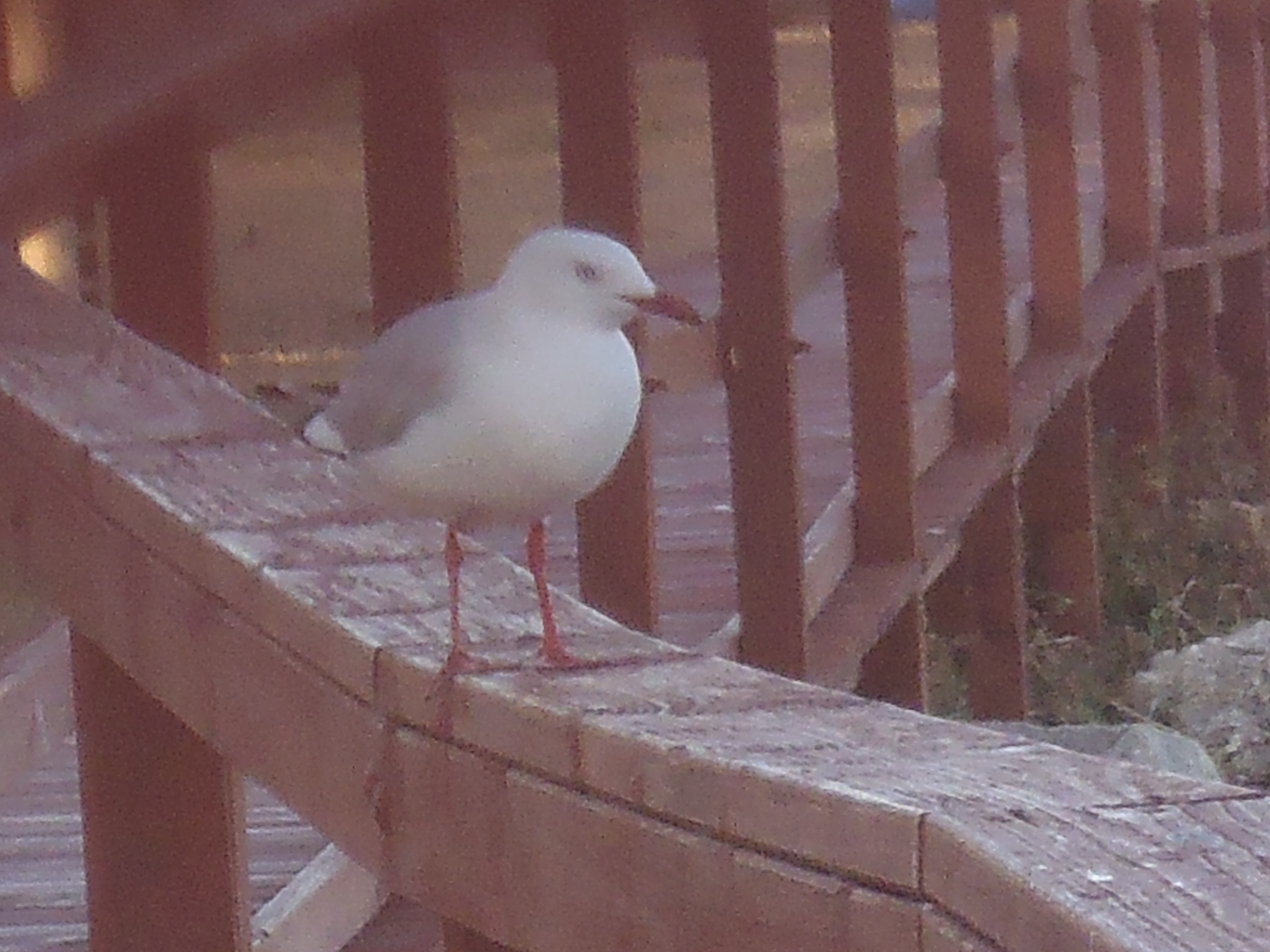 Hey Pandas Can You Photoshop This Seagull