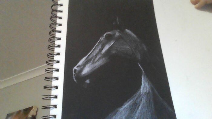 My Horse Black And White 12 Years Old