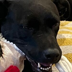 trixiewoodman avatar