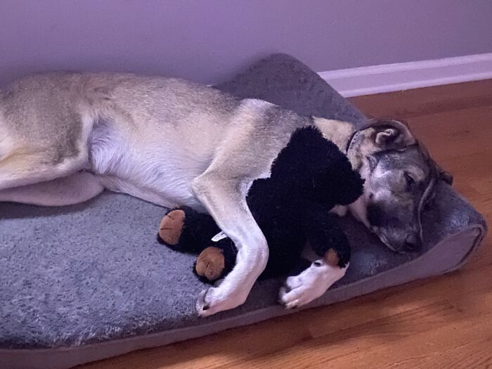 My Dog Snuggling With His Favorite Stuffed Animal (That He Later Tore Up Lol)